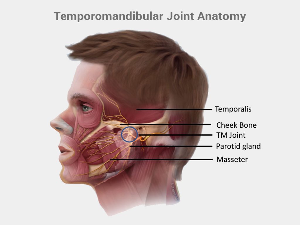temporomandibular-joint-anatomy